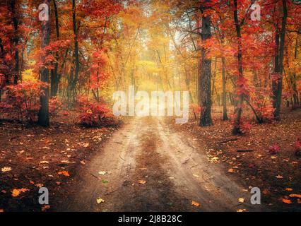 Unbefestigte Straße im Herbstwald im Nebel. Roter, nebliger Wald Stockfoto