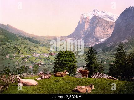 Kühe auf der Weide, Grindelwald, Berner Alpen, Bern, Schweiz 1890. Stockfoto