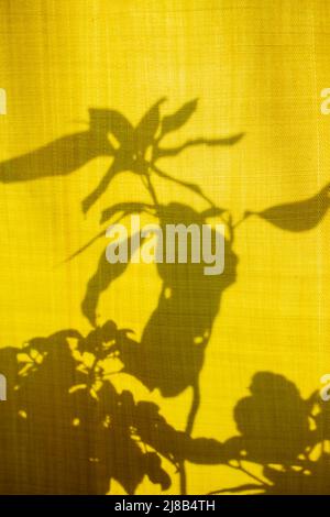 Ungewöhnliche Schatten und Silhouetten von Pflanzen auf gelben Textilien. Modischer abstrakter Hintergrund. Fenster mit gelben Vorhängen und Blumen in der Sonne. Stockfoto
