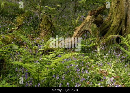 Ein spektakulärer Teppich aus einheimischen blubells in Becklands Woods Anfang Mai. Die Wälder liegen auf einem abgelegenen Abschnitt des South West Coast Path in North De Stockfoto