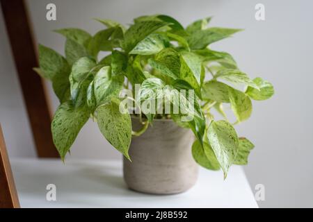 Bunte Pothos-Pflanze, die in einem grauen Topf auf dem Regal sitzt Stockfoto