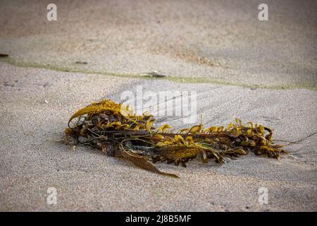 Ein Stück Seetang wurde am Strand ausgewaschen Stockfoto