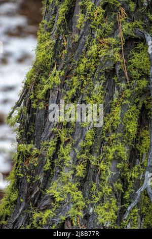 Feine Detailaufnahme von Moos, das auf einer Kiefer im El Dorado National Forest in CA wächst Stockfoto