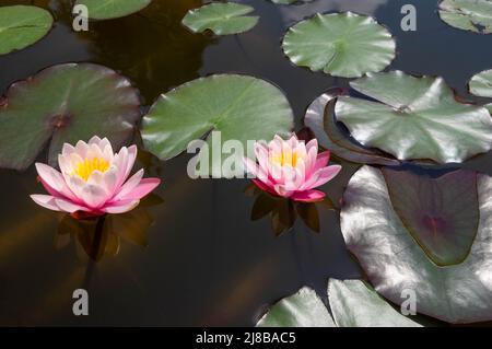 Zwei wunderschöne rosa Seerosen, die sich auf einer Wasseroberfläche spiegeln, Nahaufnahme eines Teiches und Blätter im Hintergrund Stockfoto