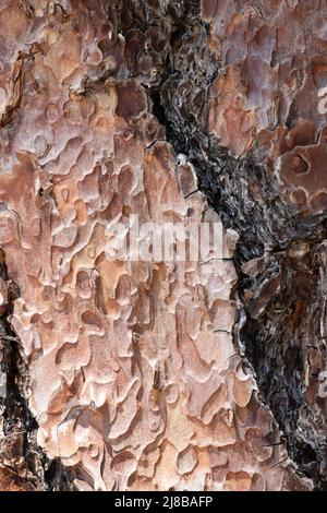 Gealterte, rot plattierte schuppige, furnierte Gratrinde von Pinus Ponderosa, Pinaceae, einheimischer immergrüner Baum in den San Jacinto Mountains, Peninsular Ranges, Sommer. Stockfoto