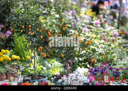 Zitrusbäume mit Früchten im Topf und Blumen zum Verkauf im Gartenladen. Blumengeschäft im Freien. Stockfoto