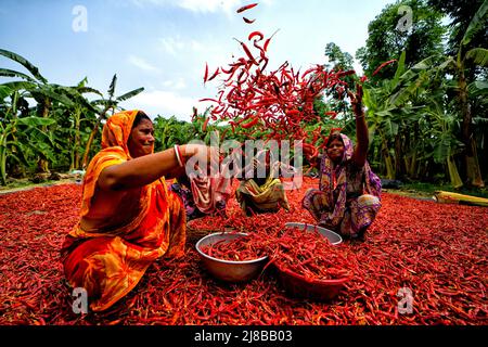 Hooghly, Indien. 14.. Mai 2022. Arbeiterinnen verarbeiten und trocknen roten Chilischoten unter der Sonne am Ufer des Ganga in der Nähe des Distrikts Hooghly in Westbengalen. Jeden Tag verdienen diese Frauen nach 8 Stunden am Tag ca. $2 US-Dollar (INR 150), was eine der Haupteinnahmequellen für ihre Familien vor dem Monsun (Regenzeit) ist. (Foto: Avishek das/SOPA Images/Sipa USA) Quelle: SIPA USA/Alamy Live News Stockfoto