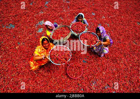 Hooghly, Indien. 14.. Mai 2022. Arbeiterinnen verarbeiten und trocknen roten Chilischoten unter der Sonne am Ufer des Ganga in der Nähe des Distrikts Hooghly in Westbengalen. Jeden Tag verdienen diese Frauen nach 8 Stunden am Tag ca. $2 US-Dollar (INR 150), was eine der Haupteinnahmequellen für ihre Familien vor dem Monsun (Regenzeit) ist. (Foto: Avishek das/SOPA Images/Sipa USA) Quelle: SIPA USA/Alamy Live News Stockfoto