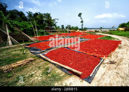 Hooghly, Indien. 14.. Mai 2022. Rote Leinwand von Chilli trockenen Feld am Flussufer des Ganges gesehen. Jeden Tag verdienen diese Frauen nach 8 Stunden am Tag ca. $2 US-Dollar (INR 150), was eine der Haupteinnahmequellen für ihre Familien vor dem Monsun (Regenzeit) ist. (Foto: Avishek das/SOPA Images/Sipa USA) Quelle: SIPA USA/Alamy Live News Stockfoto