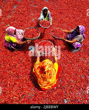 Hooghly, Indien. 14.. Mai 2022. Arbeiterinnen verarbeiten und trocknen roten Chilischoten unter der Sonne am Ufer des Ganga in der Nähe des Distrikts Hooghly in Westbengalen. Jeden Tag verdienen diese Frauen nach 8 Stunden am Tag ca. $2 US-Dollar (INR 150), was eine der Haupteinnahmequellen für ihre Familien vor dem Monsun (Regenzeit) ist. Kredit: SOPA Images Limited/Alamy Live Nachrichten Stockfoto