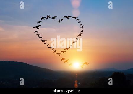 Silhouette von fliegenden Scharen Vögel in Form Herz über Sonnenuntergang Himmel. Stockfoto