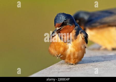 Eine Schwalbe, die auf einem Holzgeländer sitzt Stockfoto