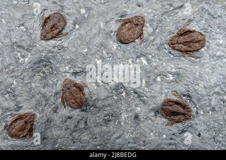 Alte Trilobiten Fossilien in Stein. Uralte Rieseninsekten. Stockfoto