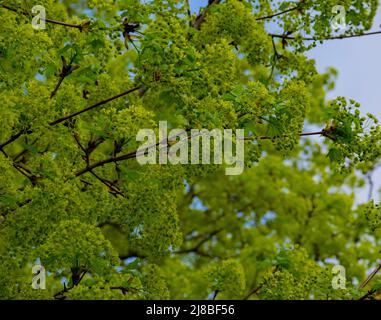 Ahornbaum blüht im frühen Frühjahr - Stock Fotografie Stockfoto