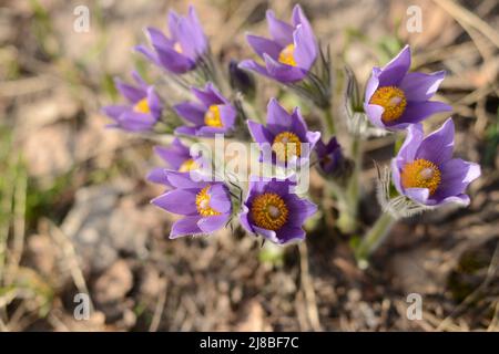 Schneeglöckchen Blumen. Traum - Gras (Pulsatilla patens). Sanfte Frühlingsfeldblumen in Waldfeldern, Draufsicht Stockfoto