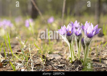 Schneeglöckchen Blumen. Traum - Gras (Pulsatilla patens). Sanfte Frühlingsfeldblumen in Waldfeldern, Kopierraum Stockfoto