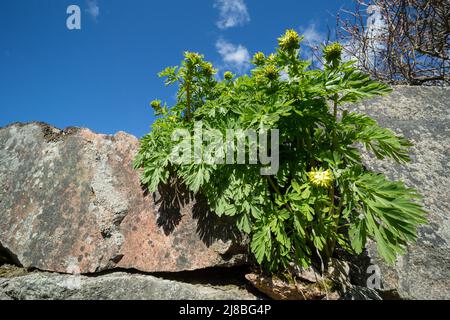 Der sibirische Corydalis wächst auf einer verlassenen Steinmauer in Finnland. Stockfoto