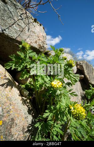Der sibirische Corydalis wächst auf einer verlassenen Steinmauer in Finnland. Stockfoto
