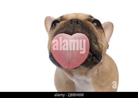 Lustiges Porträt einer französischen Bulldogge, die mit Vergnügen den Bildschirm leckt, herzförmige Zunge, auf einem isolierten schwarzen Hintergrund, Vorderansicht Stockfoto