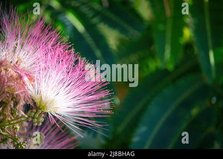 Rosa Blume von Lankaran Akazie albizia. Albizia julibrissin auf grünem Hintergrund. Nahaufnahme. Speicherplatz kopieren. Blumenhintergrund. Stockfoto