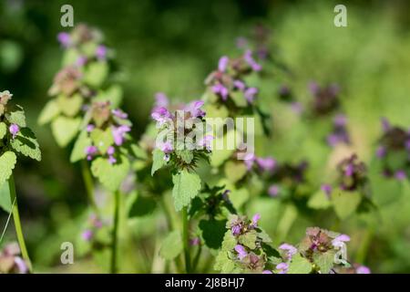 Lamium purpureum, rote Totennesselblüten, Nahaufnahme selektiver Fokus auf der Wiese Stockfoto