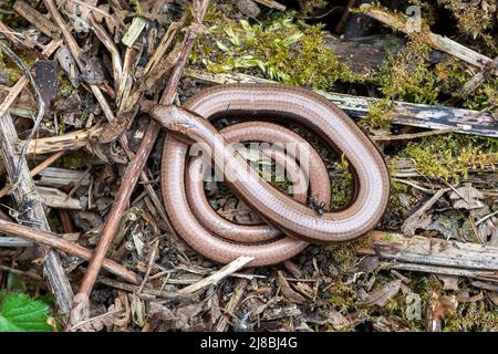 Slow Worm (Anguis fragilis), ein junges weibliches Reptil, aufgewickelt, Großbritannien Stockfoto