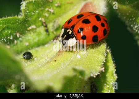 Nahaufnahme eines bunten roten asiatischen Marienkäfer, Harmonia axiridis, der im Garten nach Blattläusen jagt Stockfoto