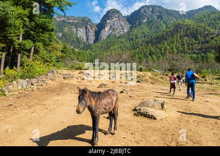 Bhutan - 26. Oktober 2021: Esel trägt Touristen in die Berge zum Tiger Nest Kloster. Esel auf dem Wanderweg zu den Bergen. Blau Stockfoto