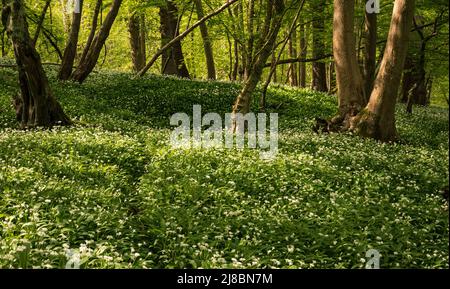 Spaziergang durch das Wunderland des Bärlauch-Waldes im Dallington Forest auf dem hohen weald in East Sussex, Südostengland Stockfoto
