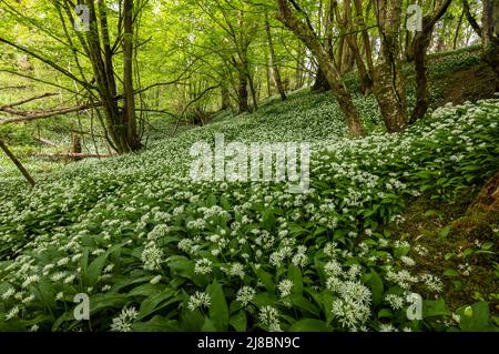 Spaziergang durch das Wunderland des Bärlauch-Waldes im Dallington Forest auf dem hohen weald in East Sussex, Südostengland Stockfoto