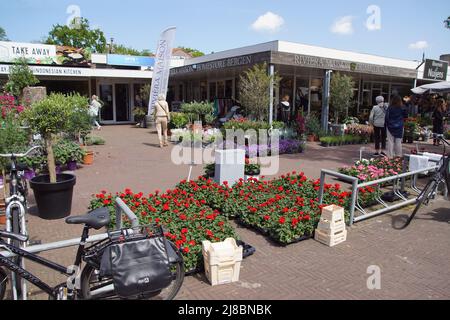 Holländischer Blumenmarkt mit vielen Pflanzen zum Verkauf draußen. Pflanzen, Sträucher und Bäume in Töpfen, Menschen wandern im Dorf Bergen. Frühling, Mai, Holland Stockfoto