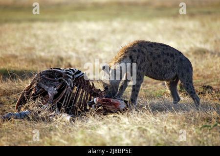 Gefleckte Hyäne (Crocuta crocuta) füttern Zebrakarkass. Amboseli, Kenia Stockfoto