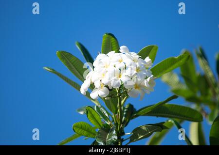 Weiße Plumeria rubra Blumen auf blauem Himmel Hintergrund. Frangipani Blume. Plumeria pudica weiße Blüten blühen, mit grünen Blättern Hintergrund. Stockfoto