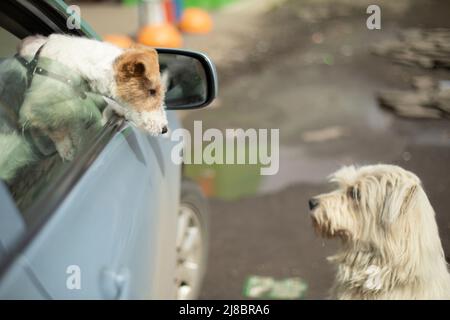 Hunde treffen sich auf der Straße. Der Hund schaut aus dem Autofenster. Tiere sind Freunde. Stockfoto