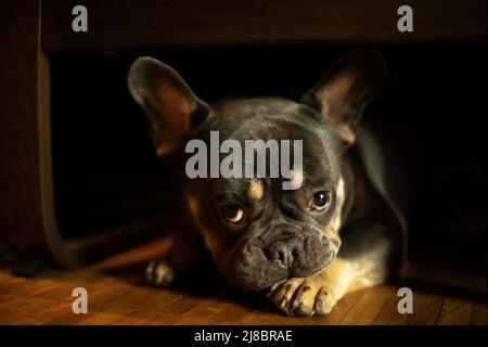 Hund liegt unter dem Tisch. Hund schaut in die Kamera. Haustier im Sonnenlicht vom Fenster. Der Welpe liegt unter dem Stuhl. Stockfoto