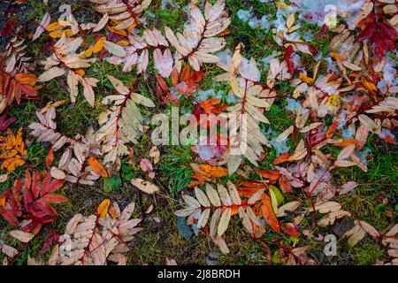 Natürlicher natürlicher natürlicher Hintergrund mit Herbstblättern auf dem Gras Stockfoto