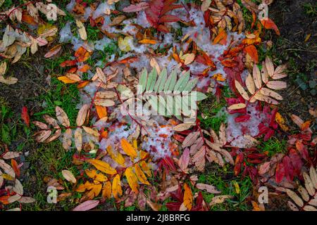 Natürlicher natürlicher natürlicher Hintergrund mit Herbstblättern auf dem Gras Stockfoto