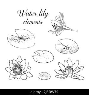 Von Hand gezogene Seerose mit Blättern. Botanische Vektor-Illustration von Seerose im Doodle-Stil. Schwarzer Umriss auf weißem Hintergrund. Stock Vektor