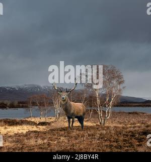 Zusammengesetztes Bild eines Rothirschhirsches im Sonnenlicht auf dem Rannoch Moor in den schottischen Highlands im Winter Stockfoto