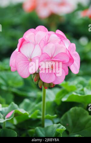 Pelargonium - Geranium Blumen zeigen ihre schönen Blütenblatt Detail im Garten mit einem grünen Hintergrund Stockfoto