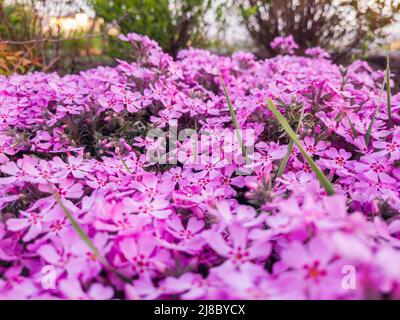 Blüten von Phlox subulata in den Graden im Frühling. Stockfoto