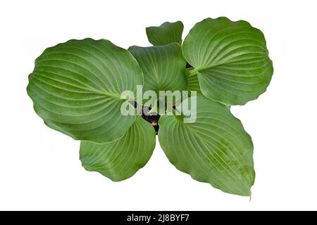 Draufsicht auf die Gartenpflanze „Hosta Moonlight Sonata“ auf weißem Hintergrund Stockfoto