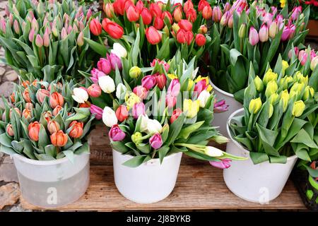 Bunte Frühlingsblumen in Eimern am Verkaufsstand Stockfoto