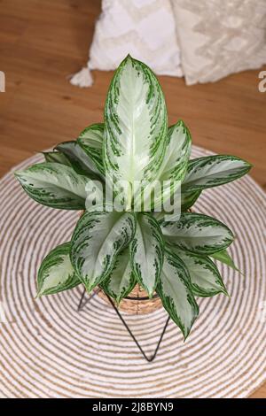 Üppige tropische 'Aglaonema Silver Bay'-Zimmerpflanze mit silbernem Muster im Korbtopf Stockfoto