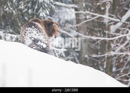 Europäischer Braunbär im Schnee Stockfoto