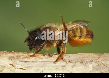 Detailreiche Nahaufnahme einer weiblichen europäischen roten Maurerbiene, Osmia rufa, die auf einem Zweig im Garten sitzt Stockfoto
