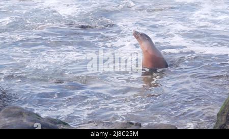 Wildrobben schwimmen im Wasser, Seelöwe am felsigen Meeresstrand, die Tierwelt von La Jolla, San Diego, kalifornische Küste, USA. Junge Meerestiere in Freiheit oder natürlichen Lebensräumen, große Wasserwellen, die an Klippen krachen. Stockfoto