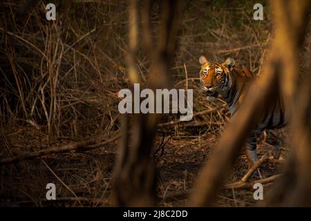Erwachsene weibliche Bengaltiger (Panthera tigris) in Kabini Tiger Reserve, Karnataka, Indien Stockfoto
