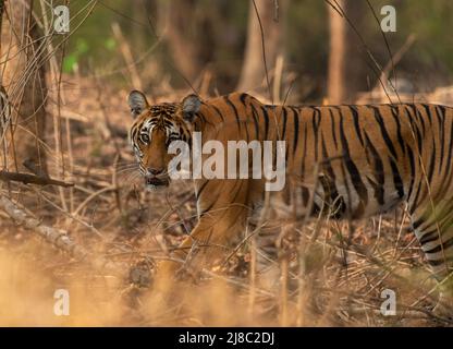 Königlicher bengalischer Tiger, der durch einen tiefen Wald geht, Kabini-Nationalpark, Karnataka Stockfoto