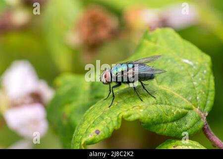 Gewöhnliche grüne Flaschenfliege (lucilia sericatafly), eine Art der Blasfliege und etwas größer als die Hausfliege, die einen Körper aus metallischem Grün hat Stockfoto